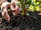 Why new shrubs dry out faster than you think