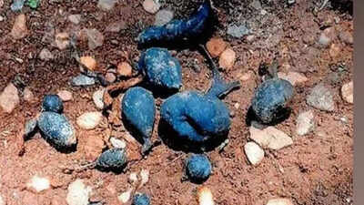 Rare 'Earth Mango' found in Kerala: The hidden fungus locals call Nilamanga has returned again