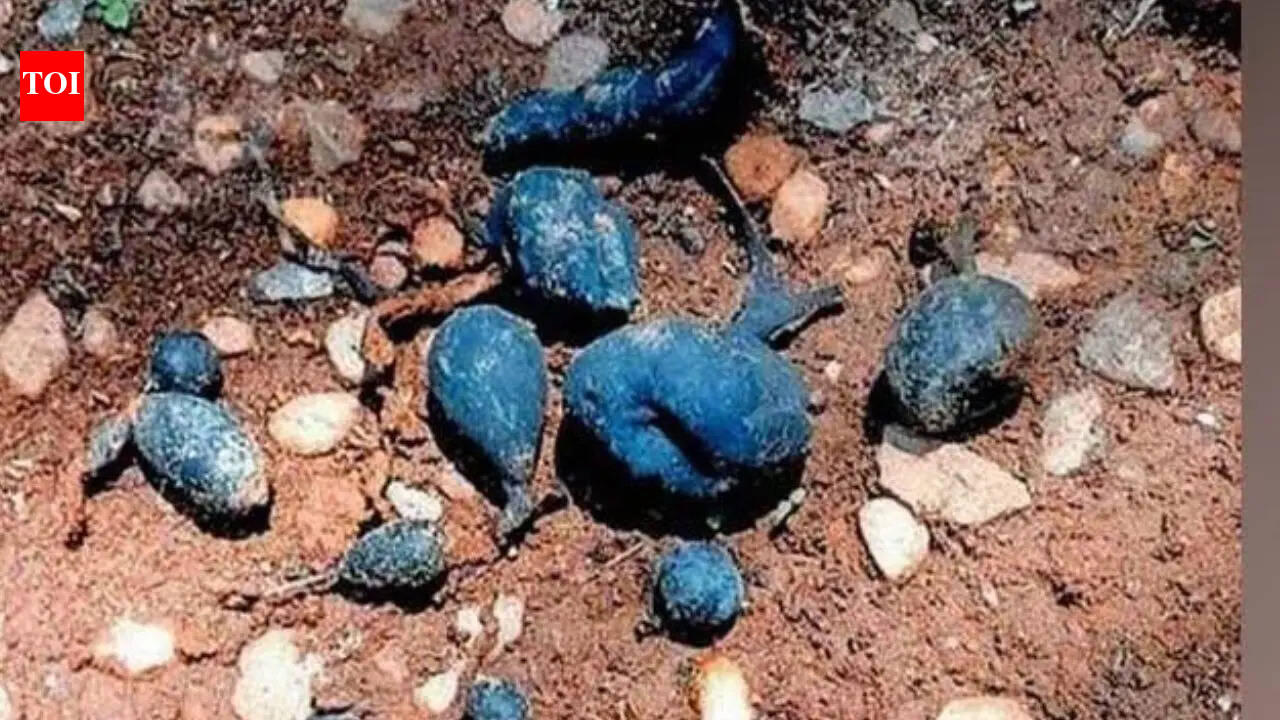 Rare ‘Earth Mango’ found in Kerala: The hidden fungus locals call Nilamanga has returned again