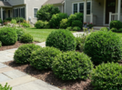 Why smart homeowners are ditching flowers for small shrubs this year