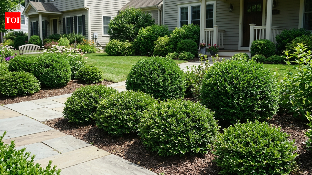 Why smart homeowners are ditching flowers for small shrubs this year