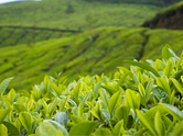 Inside the tea capital of the world with a rare GI-tagged brew you have probably never heard of