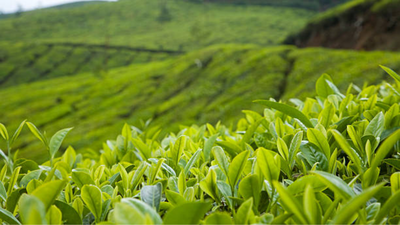 Inside the tea capital of the world with a rare GI-tagged brew you have probably never heard of.