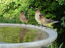 Green gunk in your birdbath? Here&rsquo;s how to fix it fast