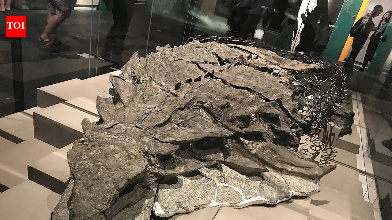 Beyond the bone: The rare 'dinosaur mummy' uncovered in Alberta