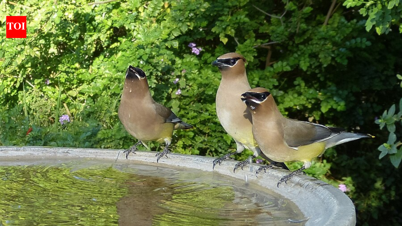 Green gunk in your birdbath? Here’s how to fix it fast