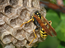 The easy herb that repels wasps and makes your yard smell amazing