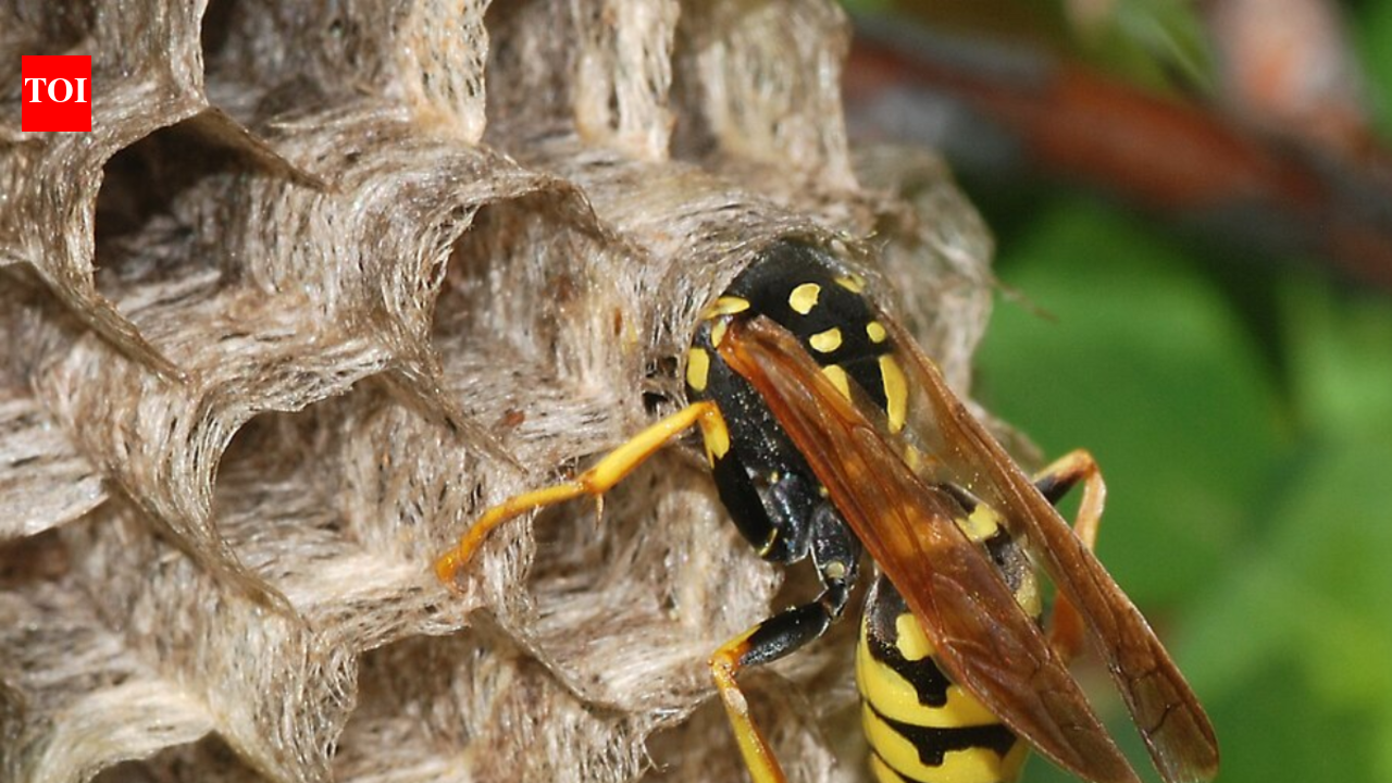 The easy herb that repels wasps and makes your yard smell amazing