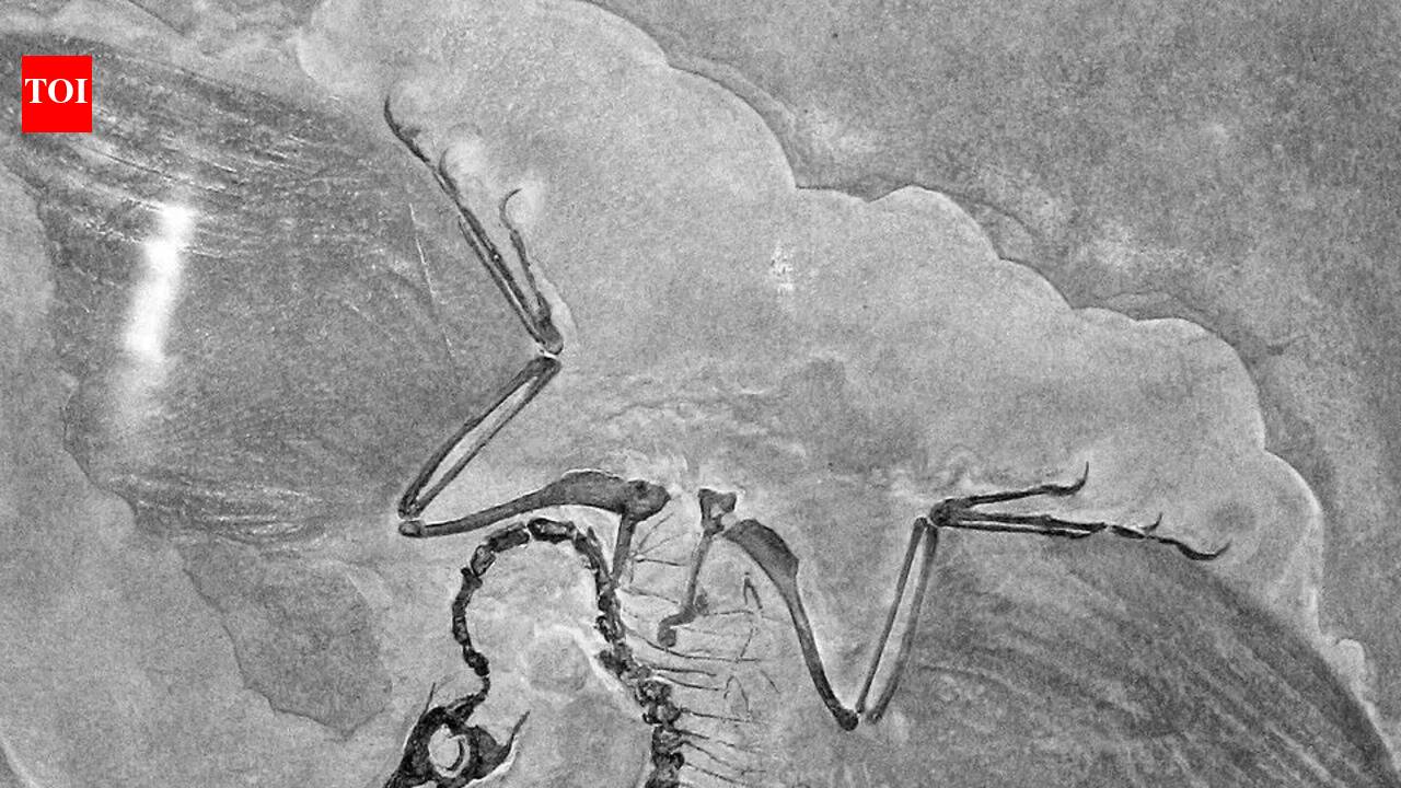 In 1861, a single feather found in a limestone quarry became the fossil that bridged the gap between dinosaurs and birds