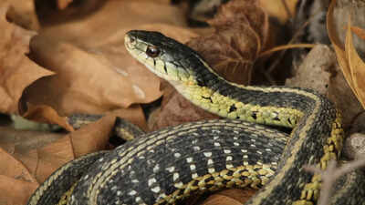 How to identify a garter snake: Key signs you shouldn't miss