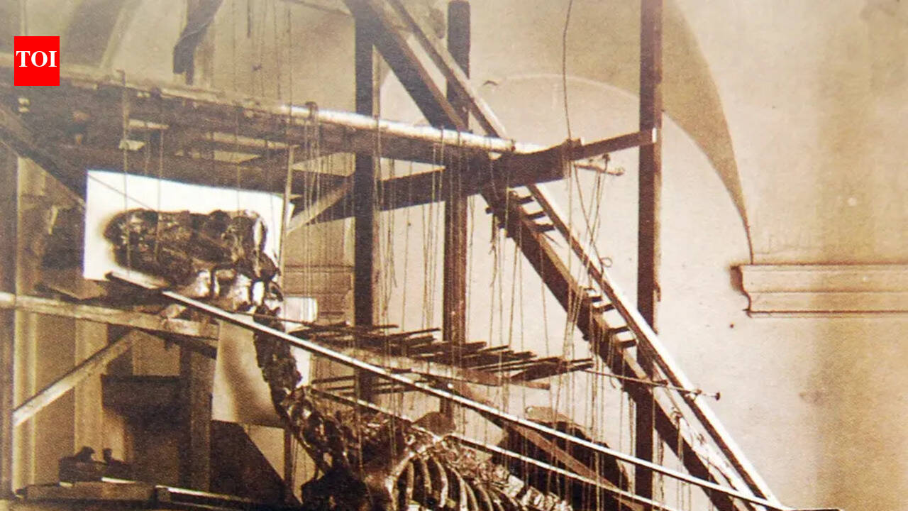 In 1878, coal miners struck a glittering seam of 'fool's gold' and unearthed a massive dinosaur graveyard