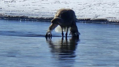 Pond mystery shocks man after 'ice statue' turns out to be a trapped bird