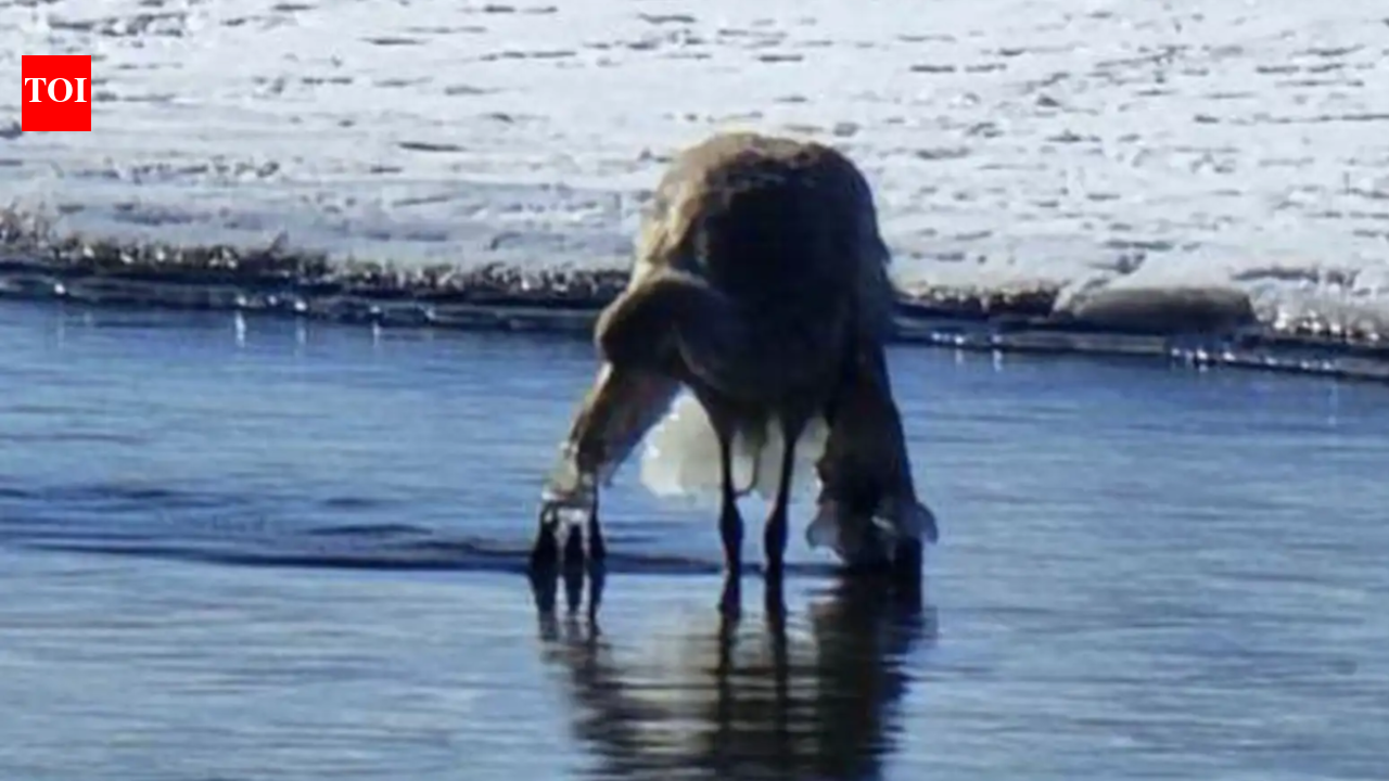 Pond mystery shocks man after 'ice statue' turns out to be a trapped bird