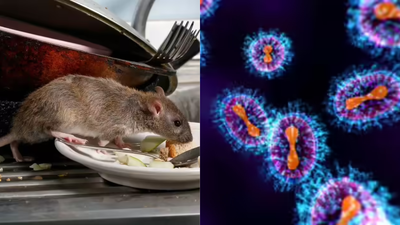 WHO experts respond to hantavirus scare after cruise ship death