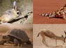 GK Fact of the Day: 7 animals that can survive without water for long