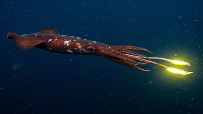 Monster of the deep: Giant squid spotted in Western Australia after 25 years