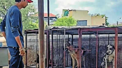 Animal confinement, breeding suspected at Secunderabad cemetery