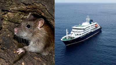 Hantavirus Alert: How It Spreads, Who’s Infected & Why Experts Are Concerned | WHO In Action