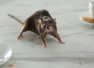 Do common mice found in homes and gardens can spread hantavirus