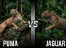 Puma vs Jaguar: Comparing the power, agility and survival skills of two apex predators
