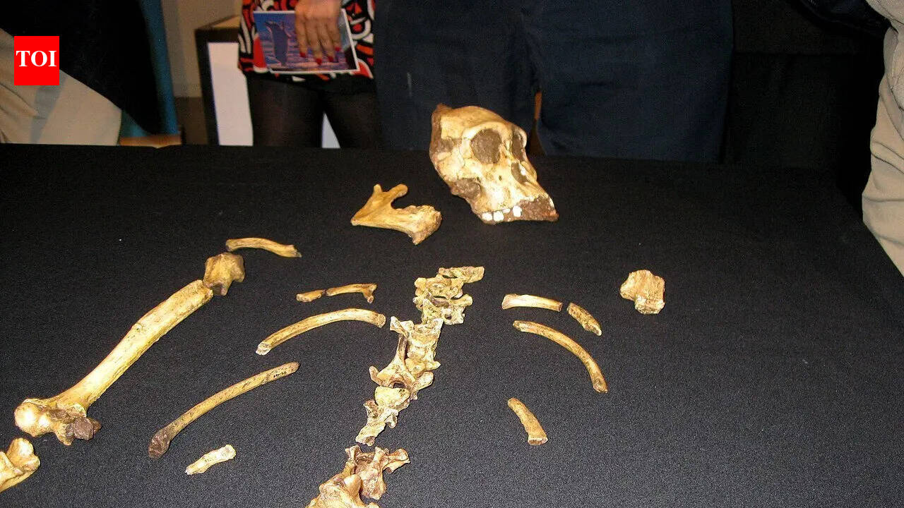 In 2008, a nine-year-old boy chasing his dog tripped over a rock and found a lost ancestor of the human race