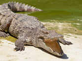 Think crocodiles are just dangerous? These 10 facts reveal how unsettling they really are
