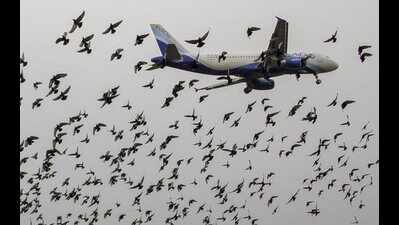 Bhubaneswar airport faces wildlife menace: Authorities seek solutions to prevent bird strikes