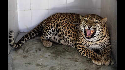 Leopard that injured eight people rescued