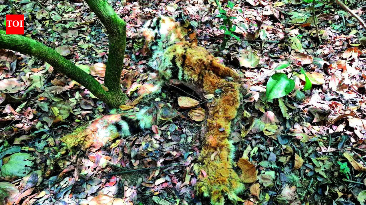 No poaching, but cause of tiger’s death undetermined, says Rane | Goa ...