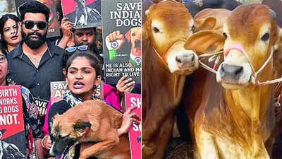 In a 1st, NCRB tracks cases of cruelty against animals: 10,312 arrested in 2024