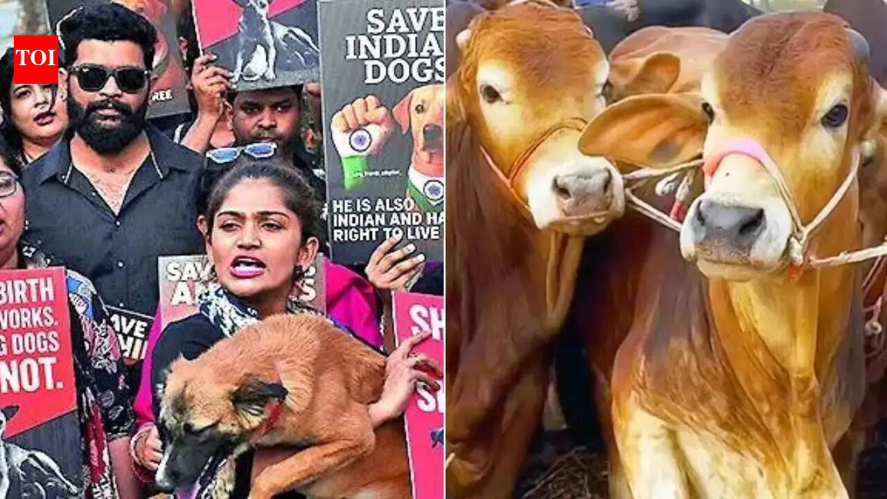 In a 1st, NCRB tracks cases of cruelty against animals: 10,312 arrested in 2024