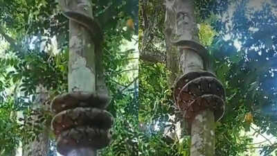 Indian Rock Python climbing tree leaves internet stunned; viral video sparks fascination and fear