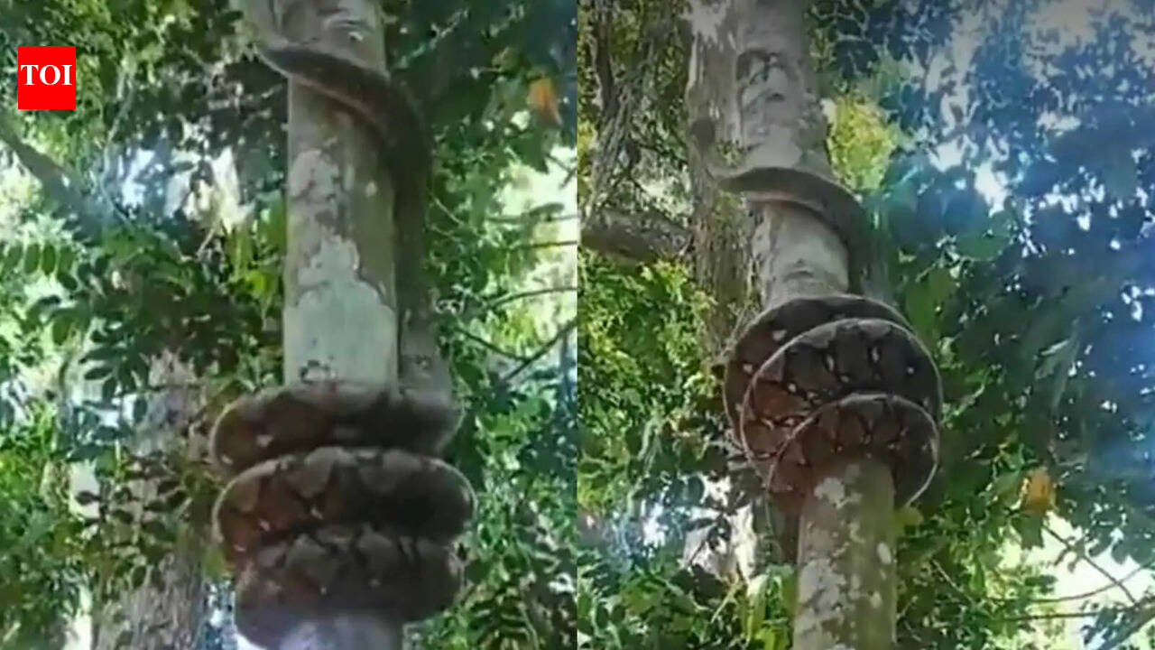 Indian Rock Python climbing tree leaves internet stunned; viral video sparks fascination and fear