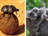 7 animals and insects that eat their own poop (or someone else&rsquo;s) &ndash; and what science says about it