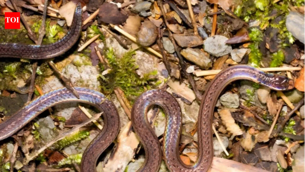 ‘Two-headed’ snake species discovered in South China