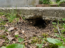 Mystery holes in your yard? Here&rsquo;s the animal most likely responsible