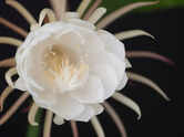 GK Fact of the Day: Plants that bloom at night or after sunset