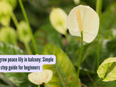 Simple step-by-step guide to grow peace lily in a balcony garden for beginners