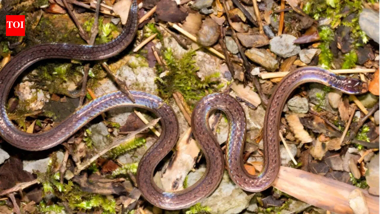 Rare ‘two-headed’ snake discovered in China with bizarre survival trick that fools predators