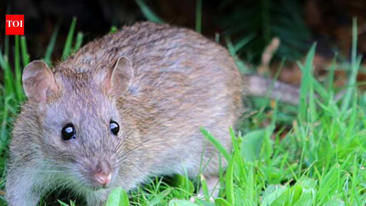 Native rats hold on in one forest, while invaders dominate another