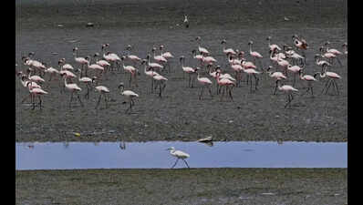 World Migratory Bird Day: Activist Hold Silent March to Save Flamingo Lakes