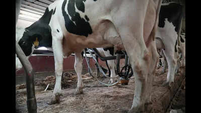 Punjab conducts 2-day milk sampling drive