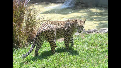 Leopard spotted at Mercedes-Benz Chakan plant; forest dept installs trap cages