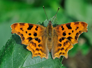 Plant these two stunning flowers in May and watch butterflies flock all summer