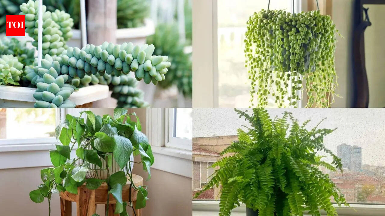 banana plant indoor 6 Ft Artificial Banana Plant – Lifelike Faux Tropical Plant for Indoor –  Luxiplant main image 0
