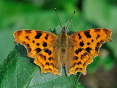 May Butterfly Garden Tips: Pair Shasta daisies with petunias; attract pollinators all summer