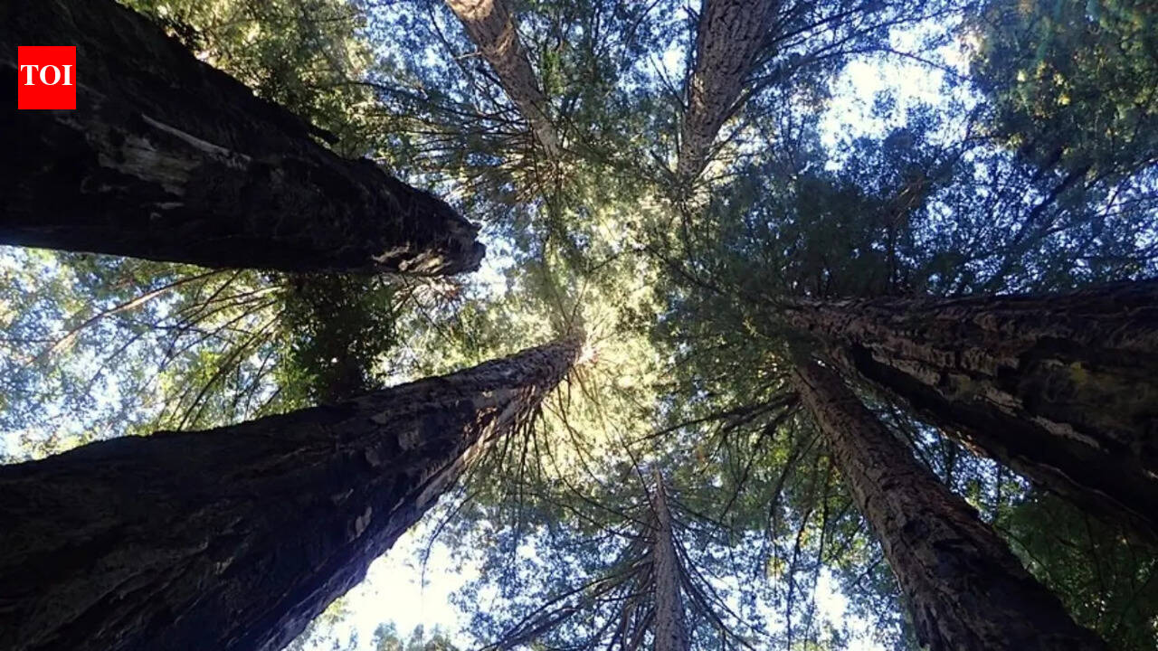 Why the world’s tallest tree is hidden from tourists