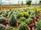 The foundation shrub mistake that quietly ruins your curb appeal