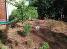 The 'one of everything' mistake that makes your pollinator garden look messy