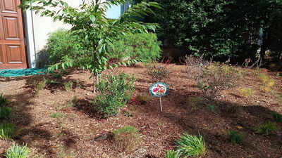 The 'one of everything' mistake that makes your pollinator garden look messy